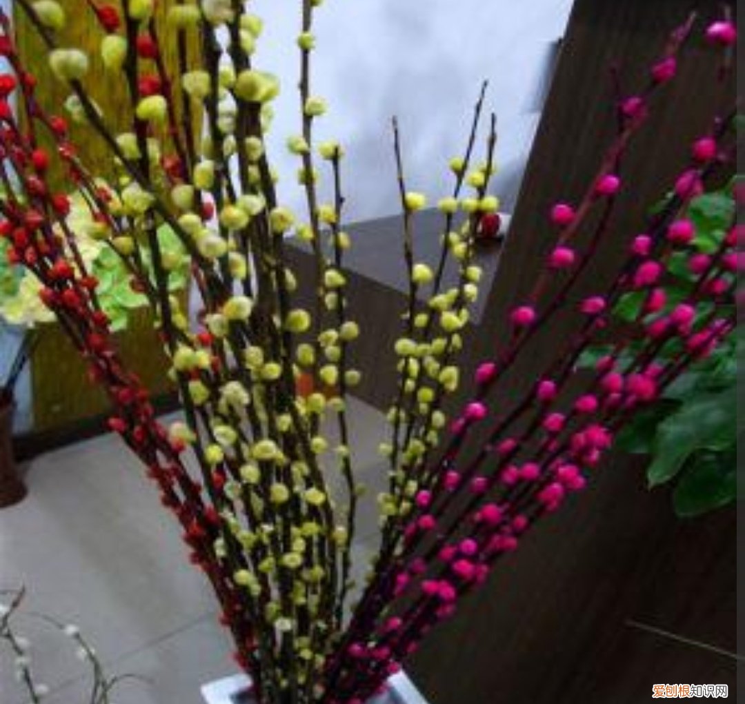 银柳是干养还是水培?其实这两种方法都是可以的