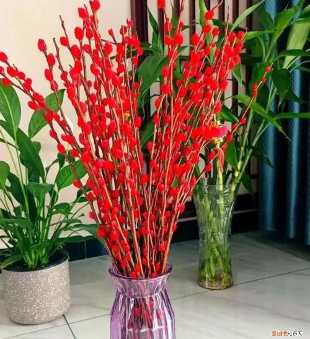 银柳是干养还是水培?其实这两种方法都是可以的