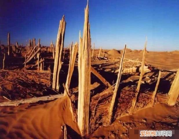 楼兰古城为什么是禁区?楼兰遗址为什么不能进入