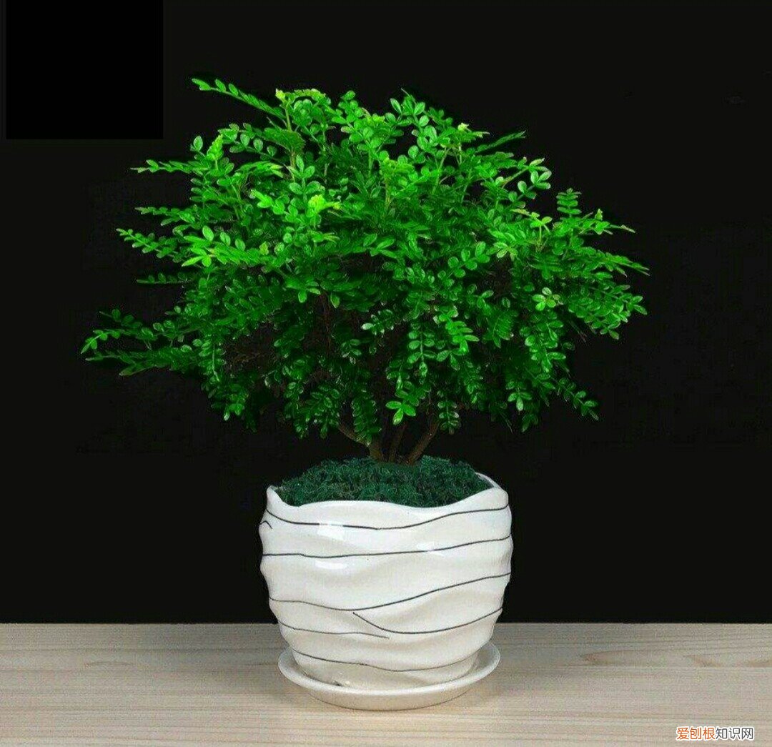 可以观赏，还有美白养颜的功效 清香木的功效和作用