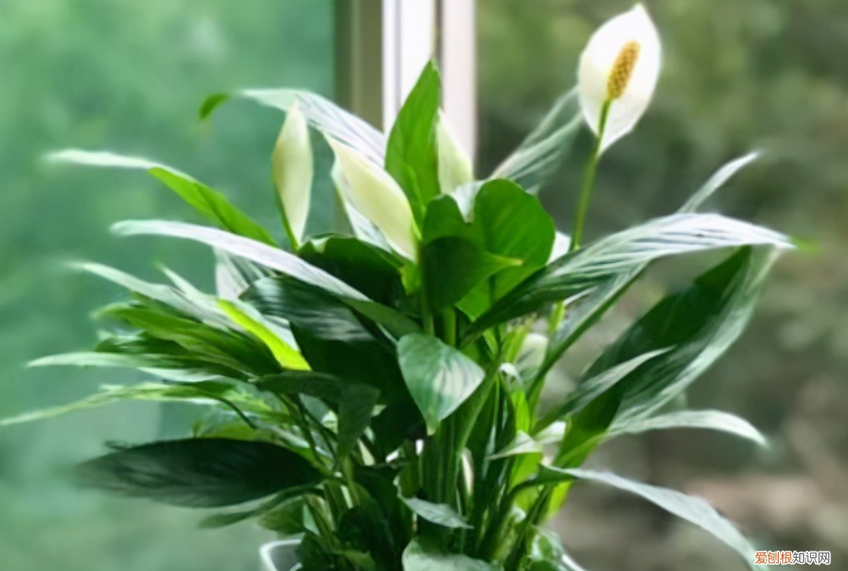 一帆风顺花怎么养？教你养护技巧，花越开越多