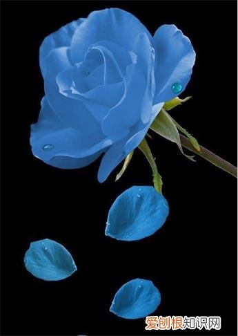 蓝色妖姬的花语是什么意思？花语代表清纯的爱