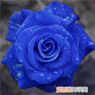 蓝色妖姬的花语是什么意思？花语代表清纯的爱
