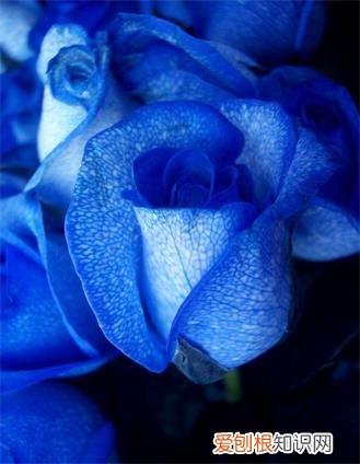 蓝色妖姬的花语是什么意思？花语代表清纯的爱