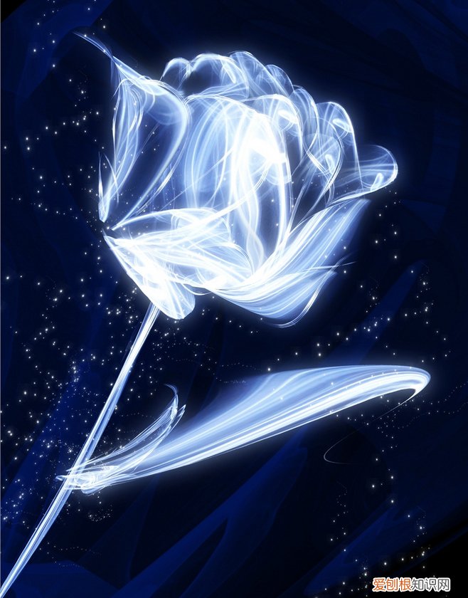 蓝色妖姬的花语是什么意思？花语代表清纯的爱