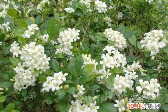 掌握这几个要点，轻松好养活 九里香的养殖方法和注意事项