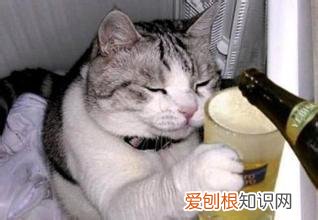 看这篇文章就够了，最全解酒指南 酒后难受9个缓解的办法