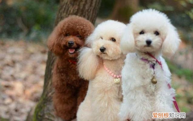 泰迪狗多少钱一只?附:影响价格的6大因素