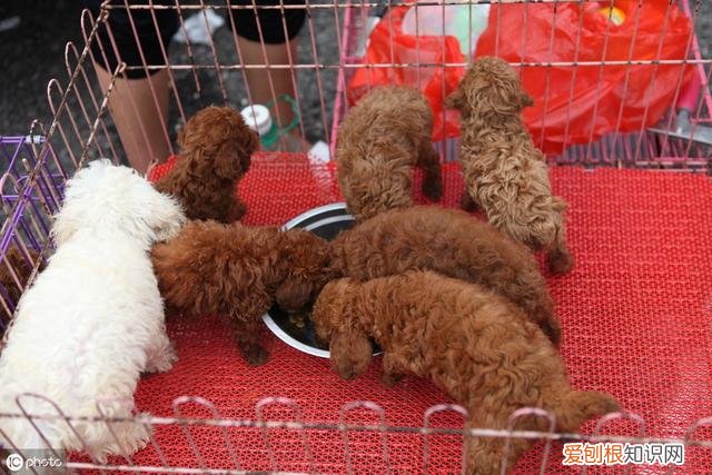 泰迪狗多少钱一只?附:影响价格的6大因素