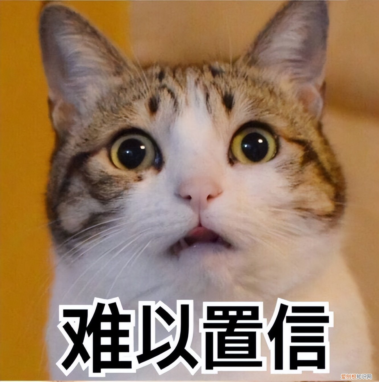 布偶猫市场价3500~1w+ 布偶猫价格多少钱一只