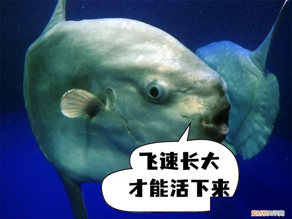 翻车鱼,为什么还没灭绝? 翻车鱼的死法太残忍了
