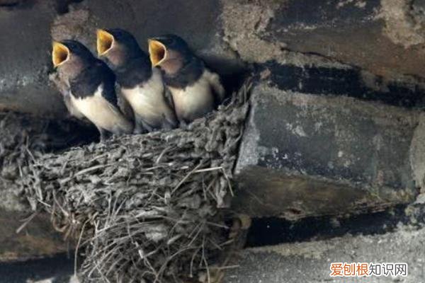 蝙蝠飞到家里是什么预兆?不要赶走它们,这是大吉兆!