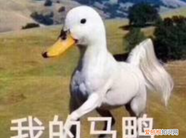 冲鸭什么意思，精工炮制是什么意思啊