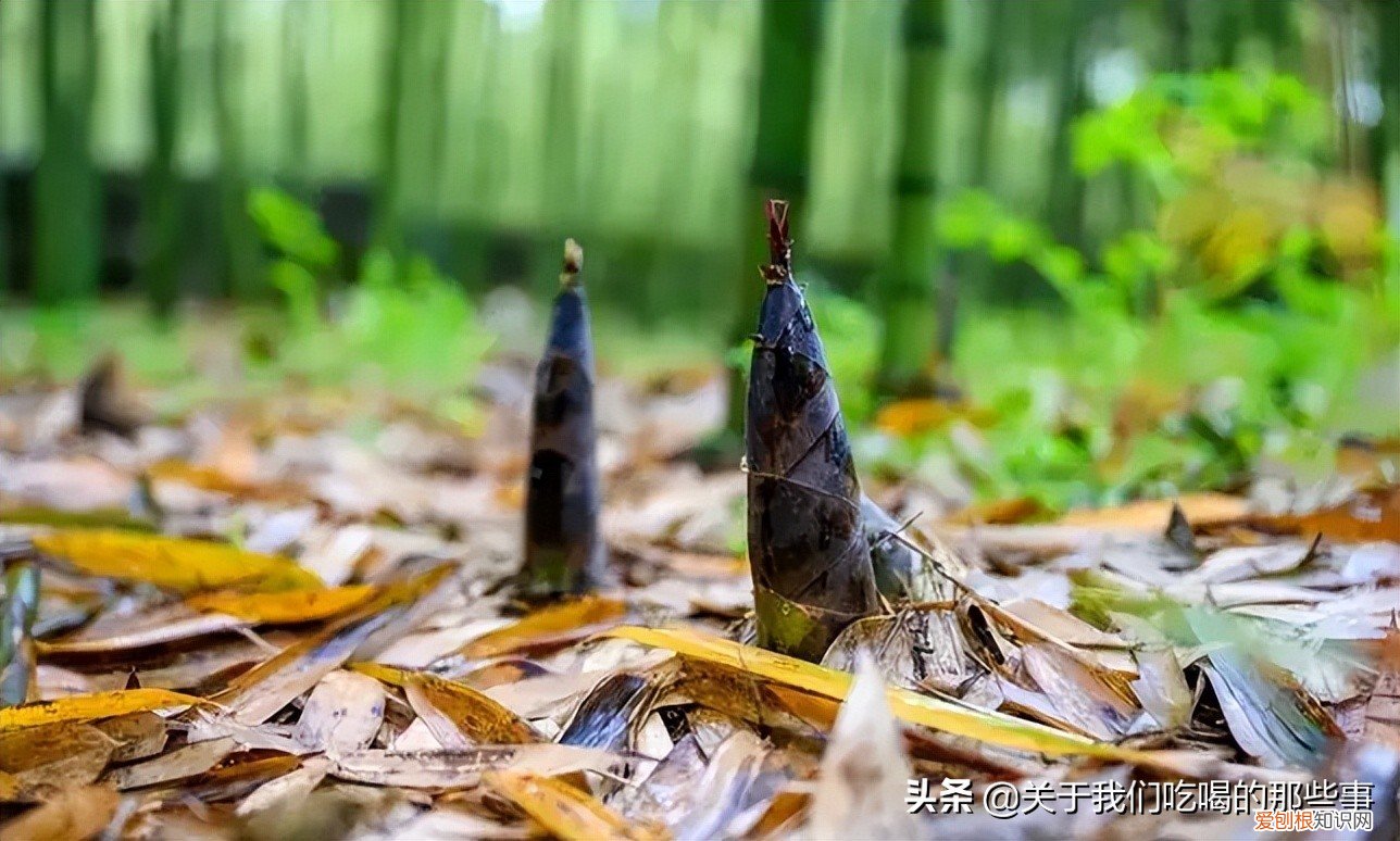 不懂的千万别乱吃 六种人不宜多吃竹笋