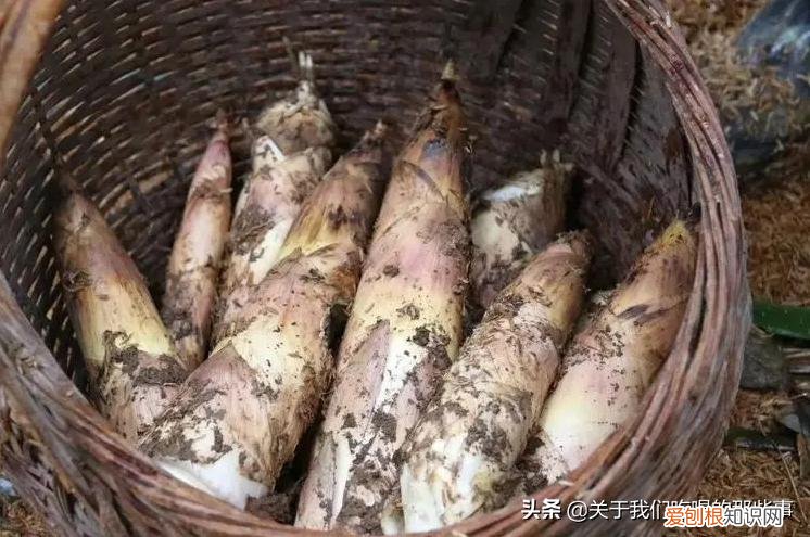 不懂的千万别乱吃 六种人不宜多吃竹笋