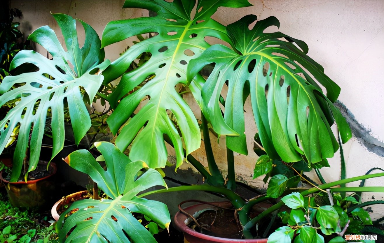 吸甲醛的植物有哪些适合室内种植？