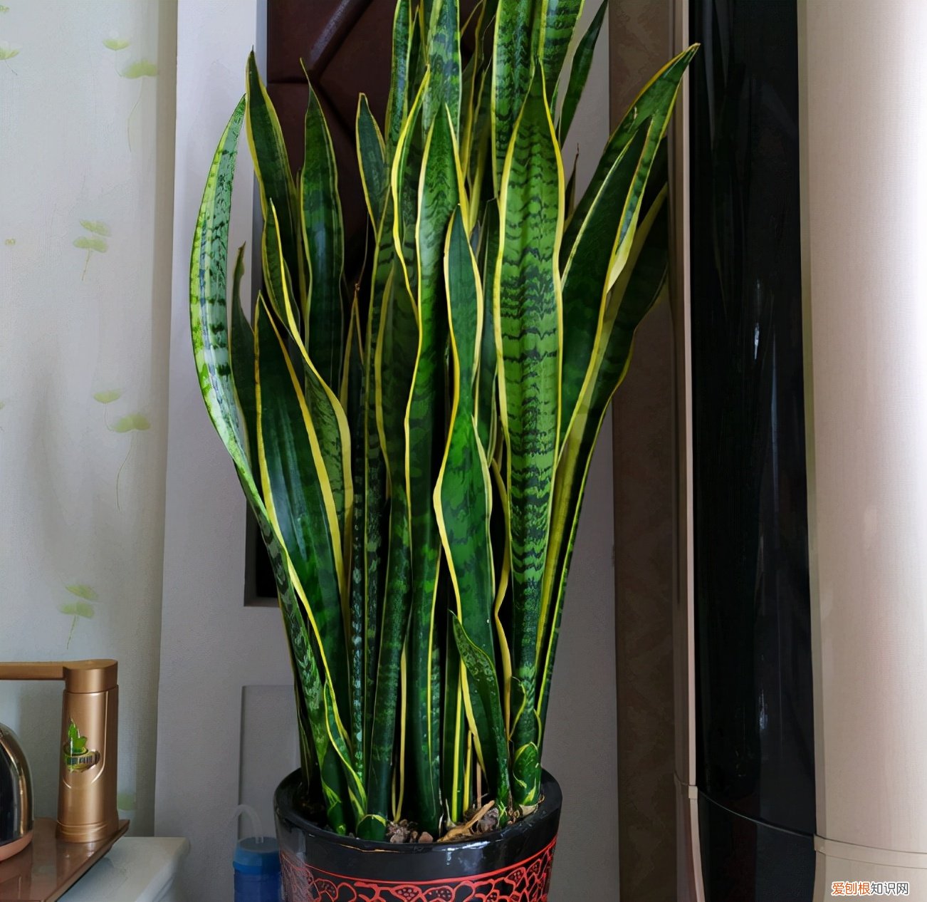 吸甲醛的植物有哪些适合室内种植？
