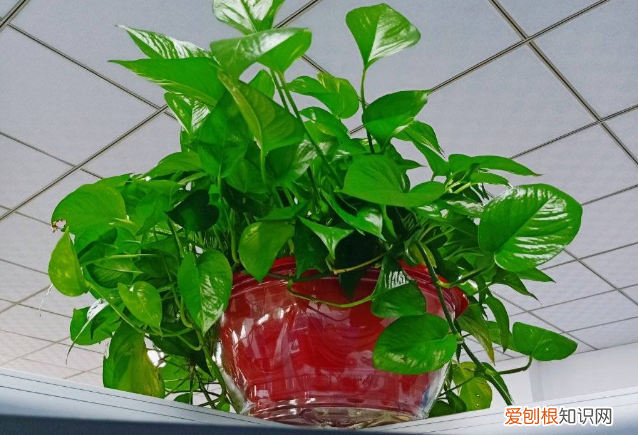 吸甲醛的植物有哪些适合室内种植？