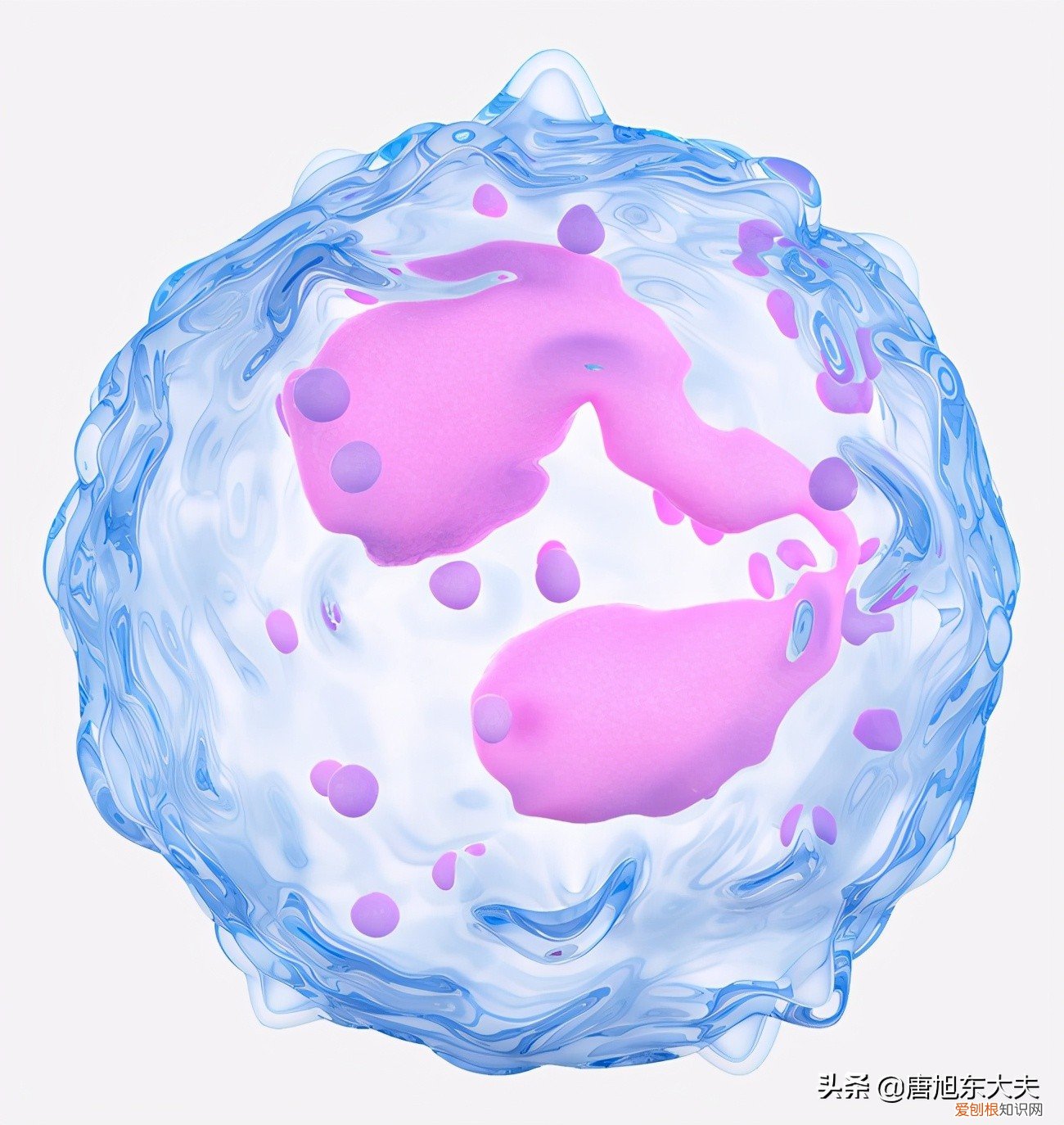 白细胞低是什么原因？吃什么增加白细胞