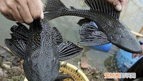 清道夫鱼为什么不能吃？你知道其中的原因吗?