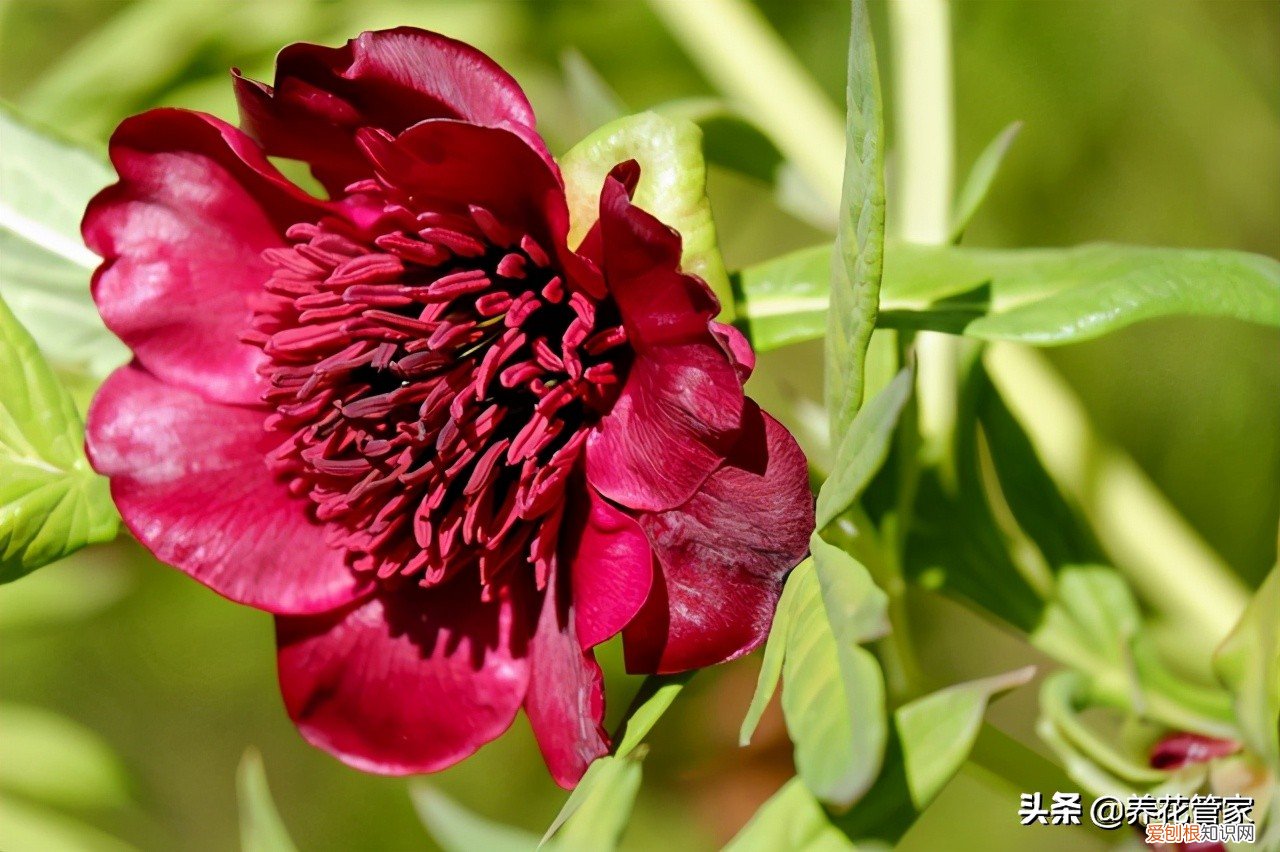 附：盘点芍药的八大花型 芍药花的寓意和象征