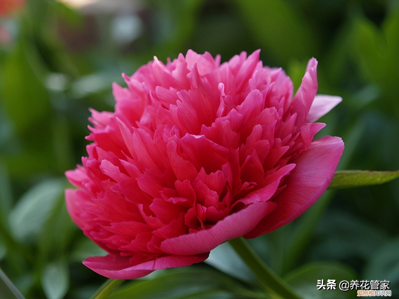 附：盘点芍药的八大花型 芍药花的寓意和象征