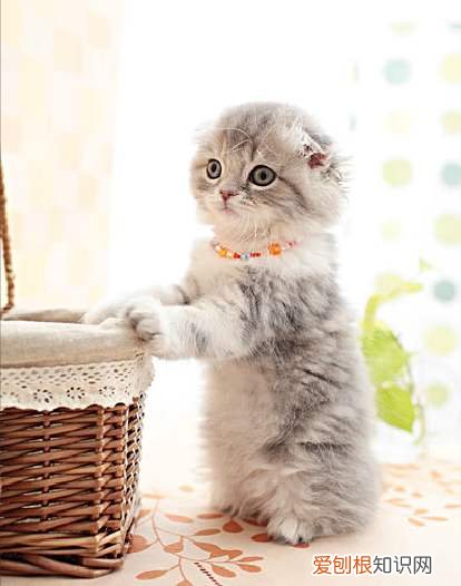 折耳猫为什么不能养？看完这4大缺点就知道了
