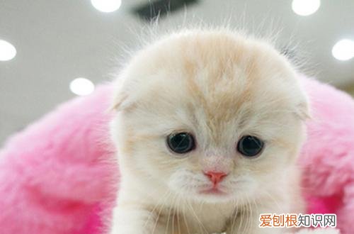 折耳猫为什么不能养？看完这4大缺点就知道了