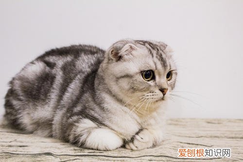 折耳猫为什么不能养？看完这4大缺点就知道了