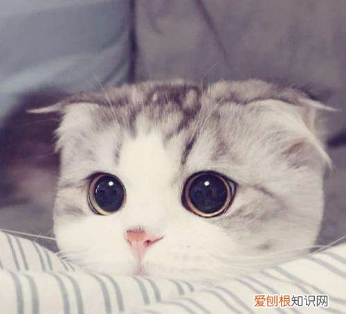 折耳猫为什么不能养？看完这4大缺点就知道了
