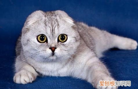 折耳猫为什么不能养？看完这4大缺点就知道了