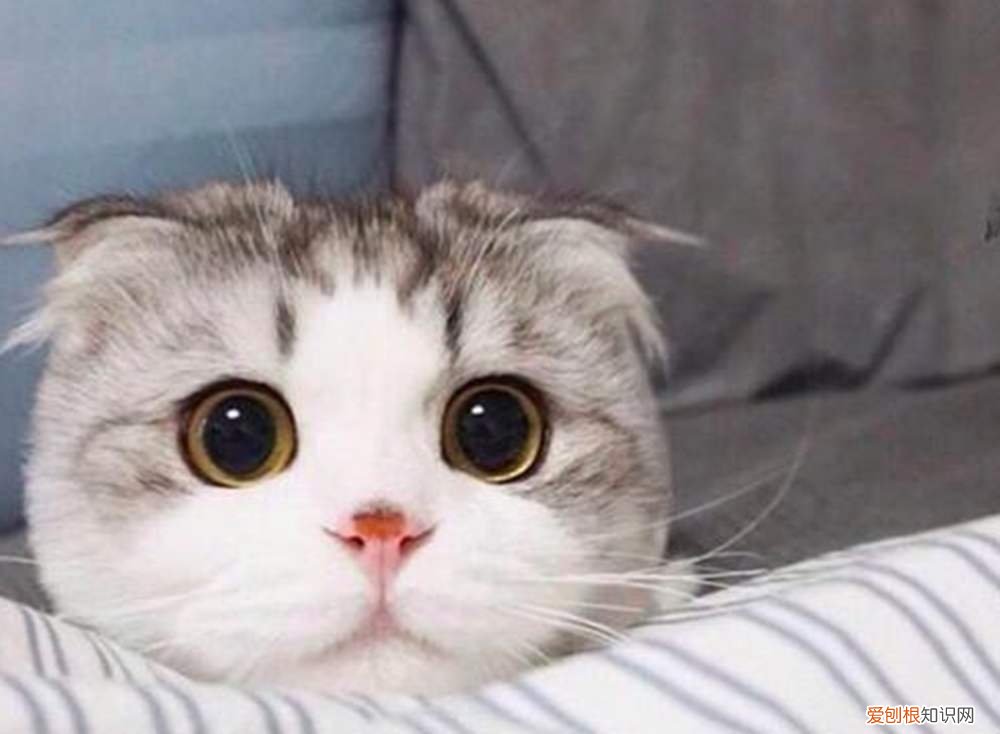 折耳猫为什么不能养？看完这4大缺点就知道了