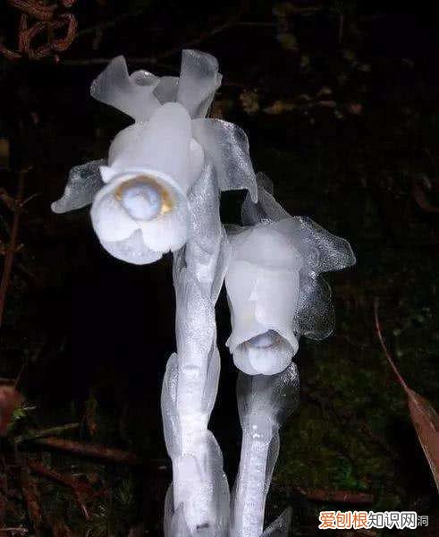 附：十大诅咒之花 代表黑暗和绝望的花是什么花