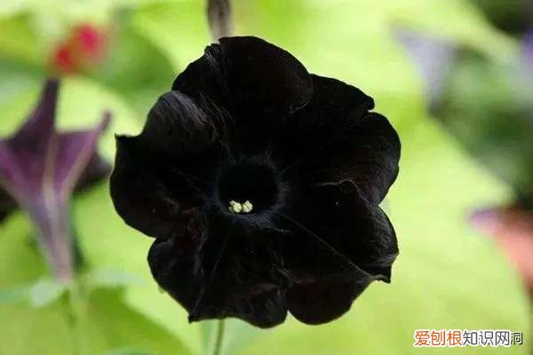 附：十大诅咒之花 代表黑暗和绝望的花是什么花