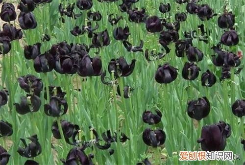 附：十大诅咒之花 代表黑暗和绝望的花是什么花