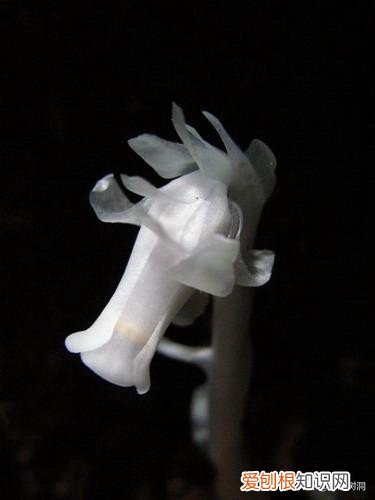 附：十大诅咒之花 代表黑暗和绝望的花是什么花