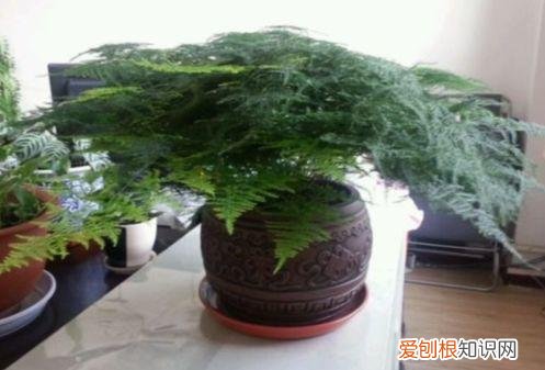 文竹怎么养才能更旺盛？文竹的养殖方法和注意事项