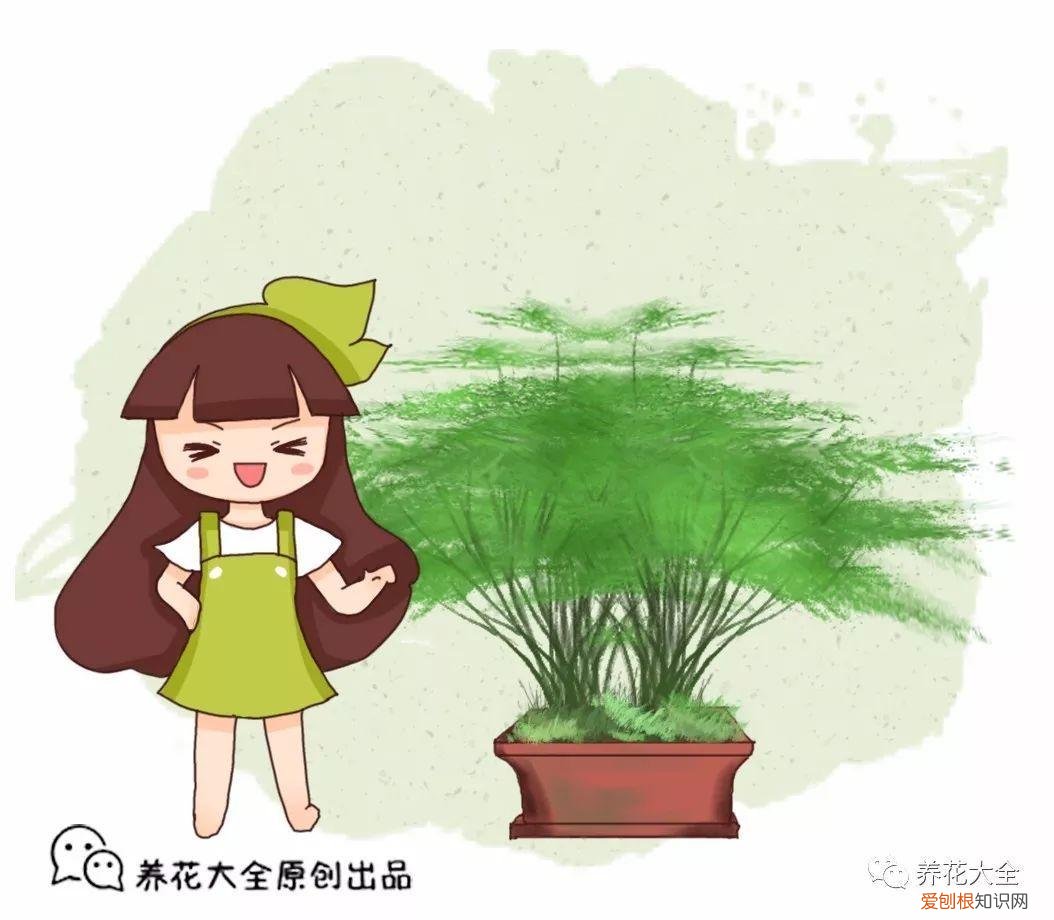 文竹怎么养才能更旺盛？文竹的养殖方法和注意事项