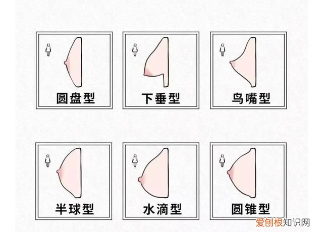 女生胸部冷知识,8条胸部冷知识你都知道吗