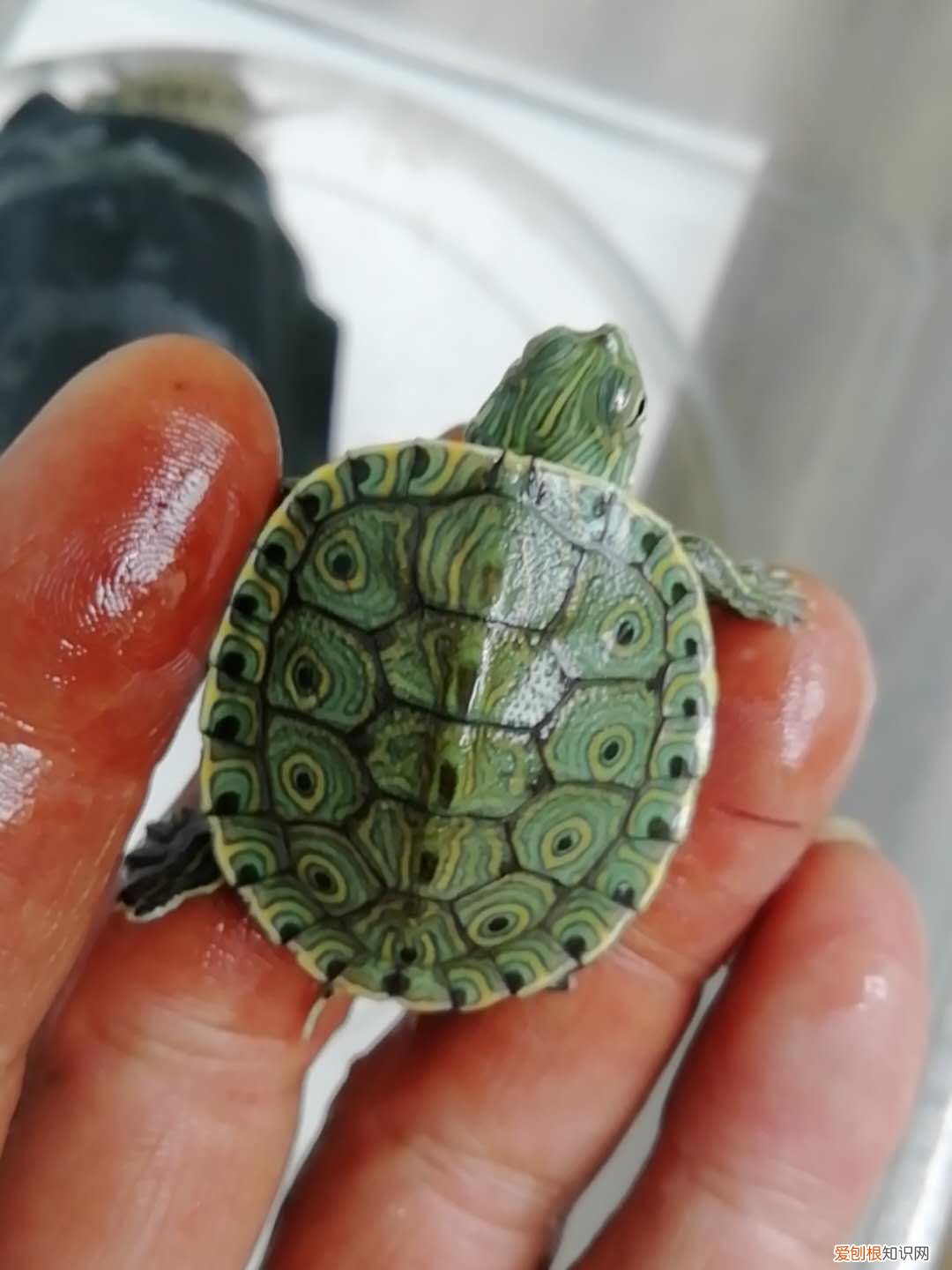 乌龟吃什么食物？乌龟吃什么食物大全