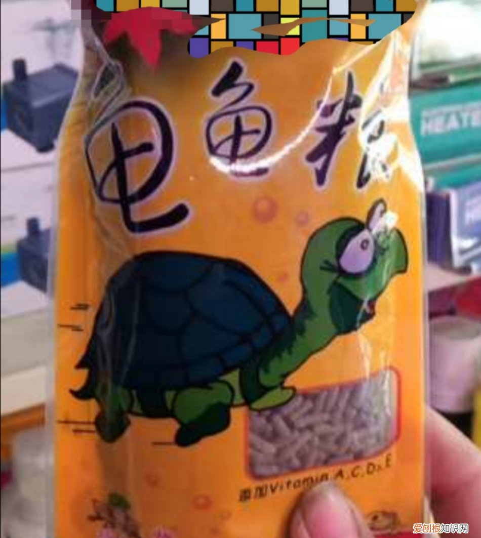 乌龟吃什么食物？乌龟吃什么食物大全