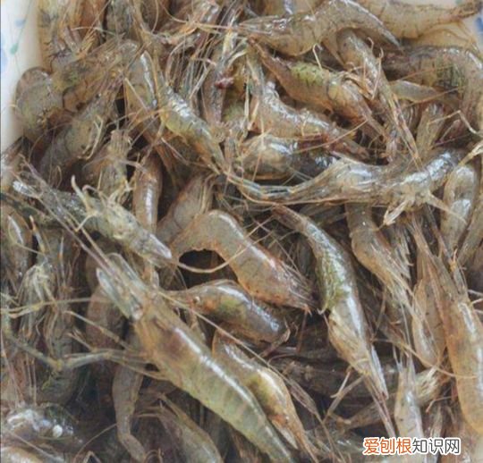 乌龟吃什么食物？乌龟吃什么食物大全