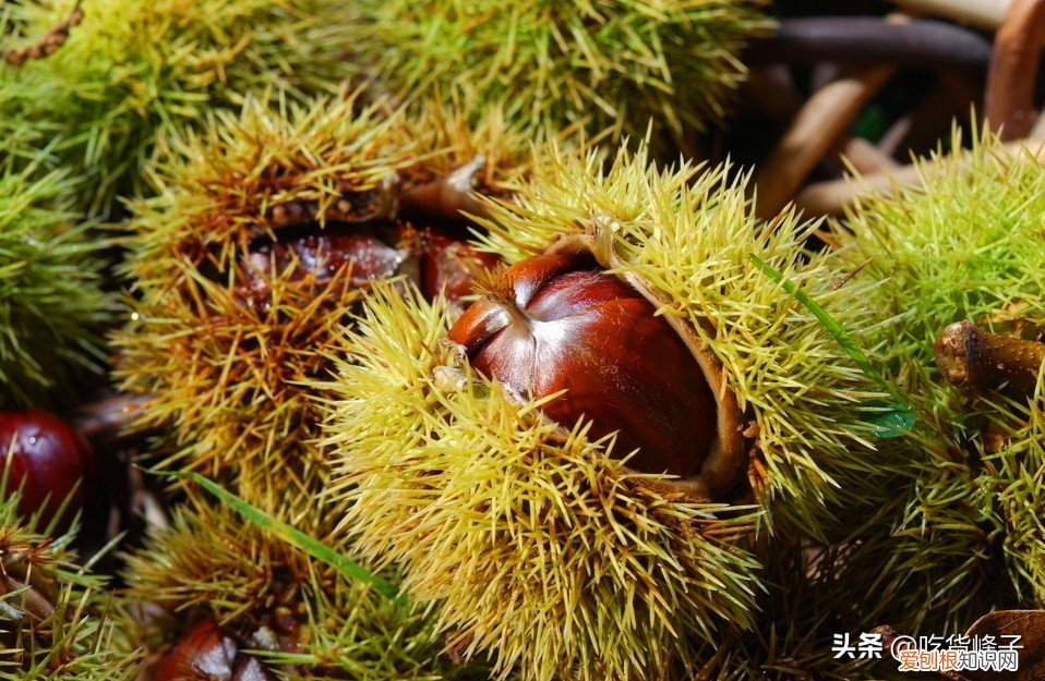 学会这个方法,去皮干净不伤手 板栗怎么去皮和壳小妙招