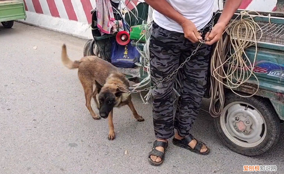 马犬价格多少钱一只 马的价格