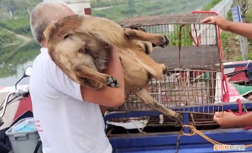 马犬价格多少钱一只 马的价格