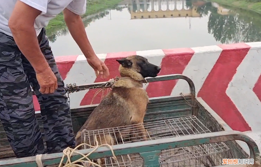 马犬价格多少钱一只 马的价格