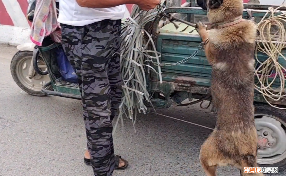 马犬价格多少钱一只 马的价格