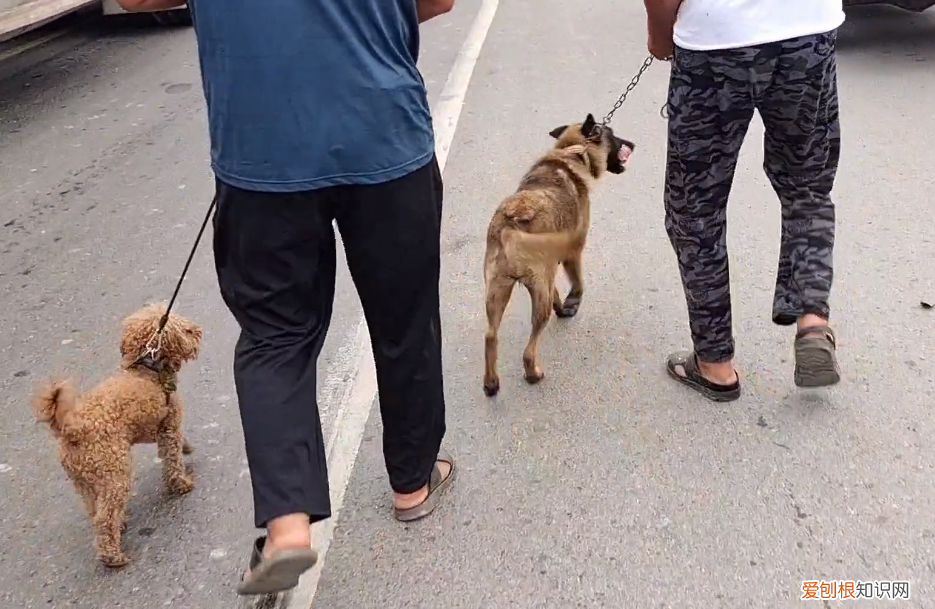 马犬价格多少钱一只 马的价格