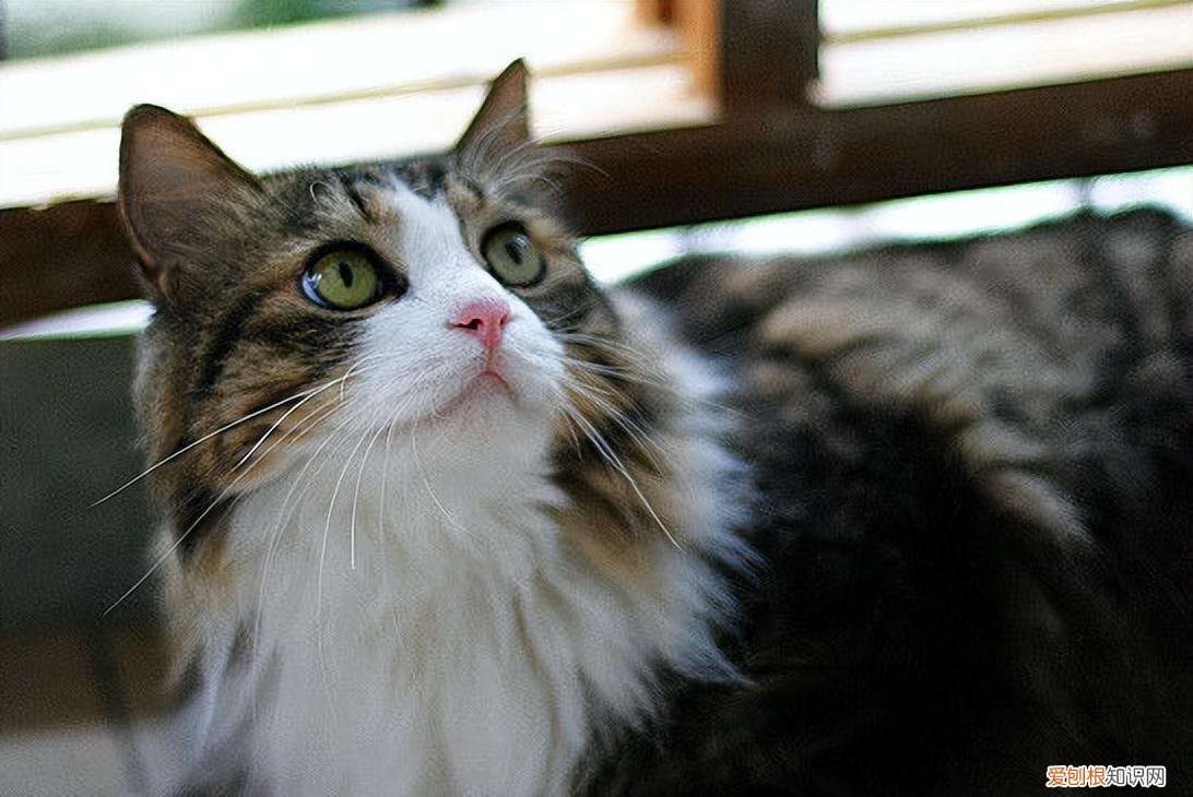 俄罗斯猫的品种有哪些 猫的品种有哪些