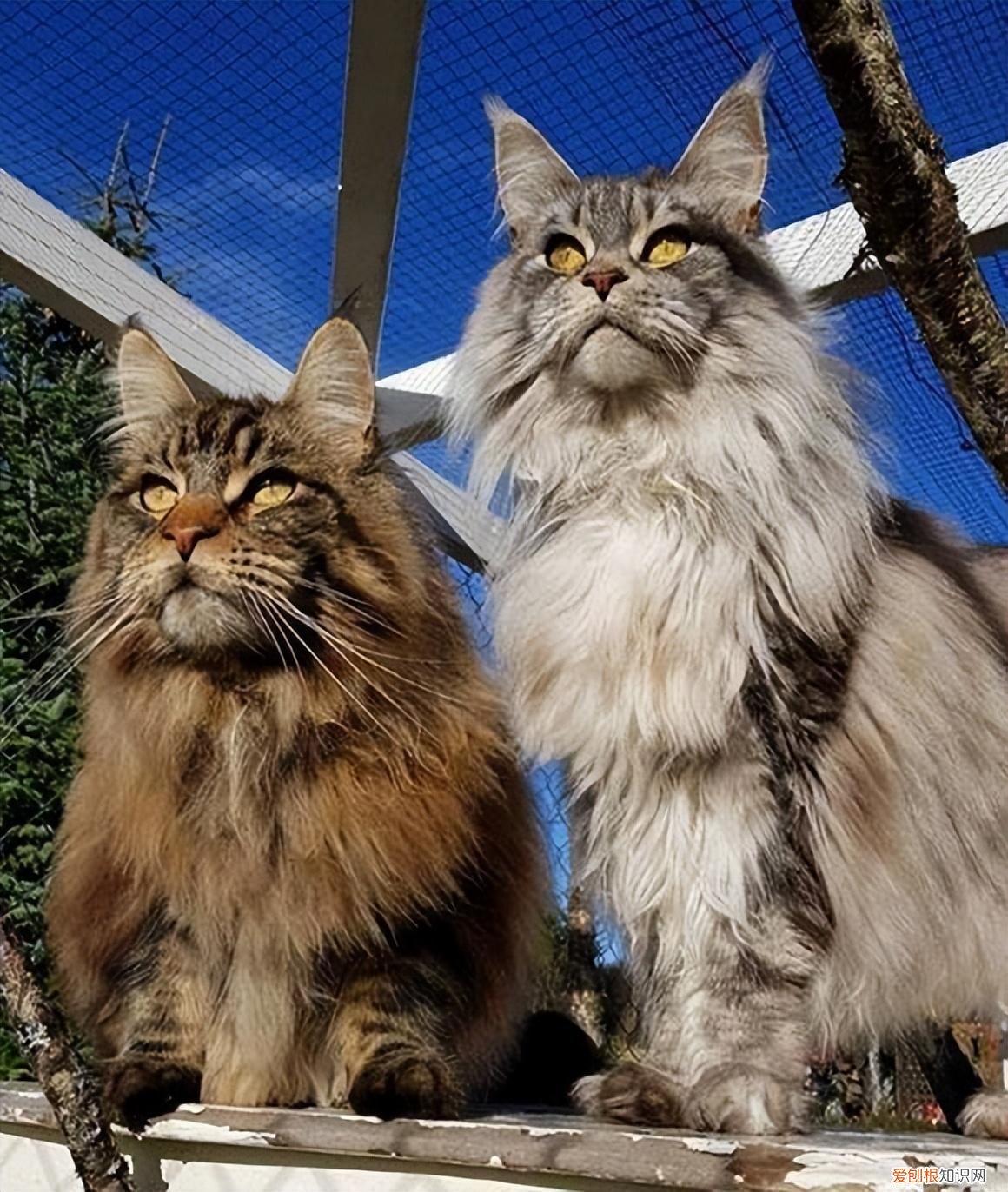 俄罗斯猫的品种有哪些 猫的品种有哪些